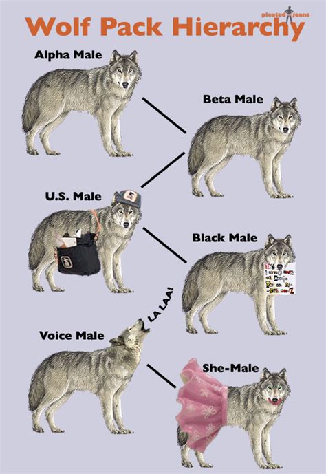 wolf pack ranks